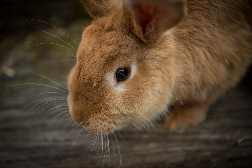For Many People, a Bunny is the Perfect Pet!