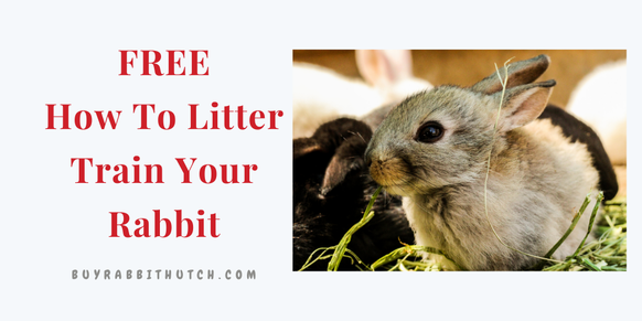 Free How To Litter Train Your Bunny Guide