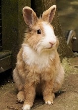 Cute Bunny at Buy Rabbit Hutch Store