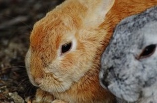 Cute Bunny at Buy Rabbit Hutch Store
