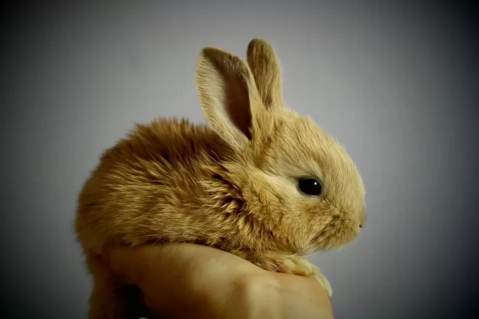 Do Rabbits Make Good Indoor Pets?